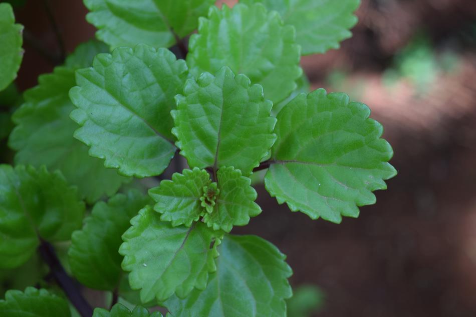 Plant Dollar Garden