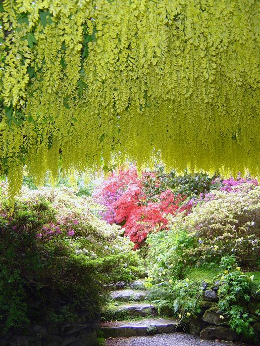 Bodnant Gardens Laburnam