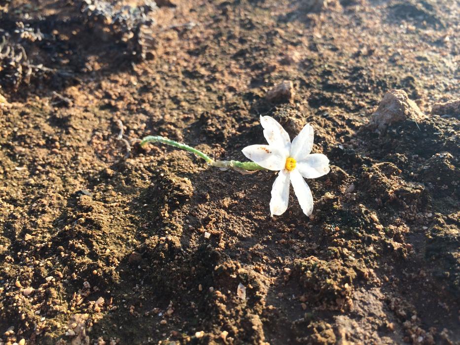 Flower Nature White Be