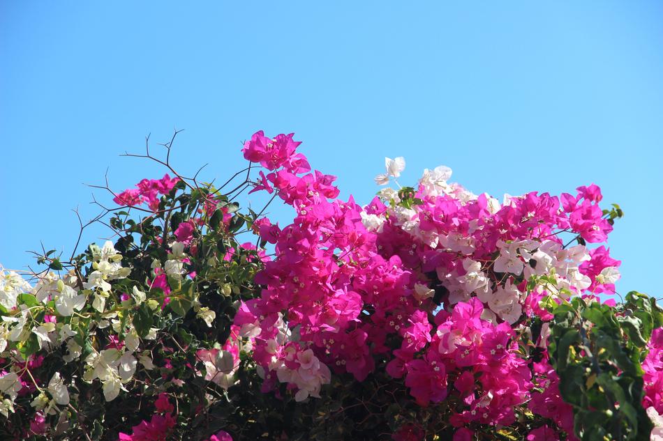 pink and white flowers on a bush against a blue sky