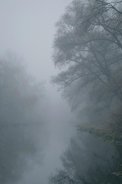 misty landscape with trees