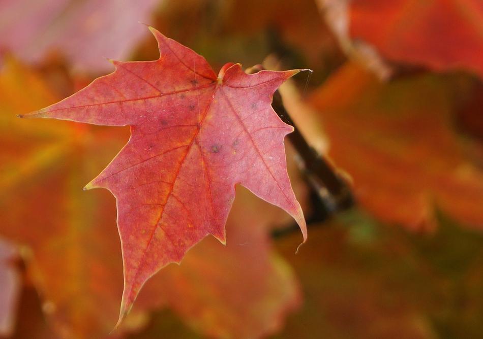 Nature Autumn Leaf Weather