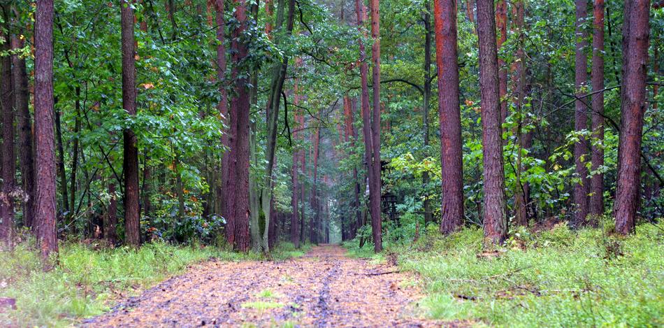 Forest Old Way