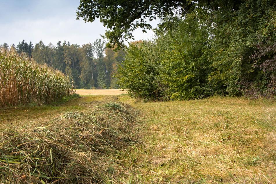 Nature Hay at autumn