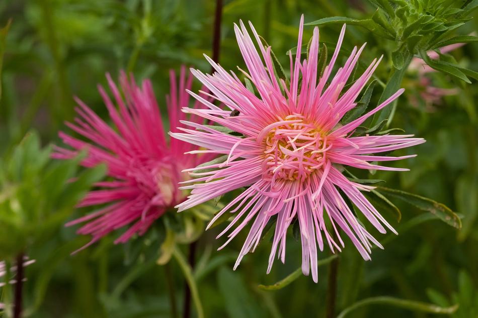Astra Blooms Pink
