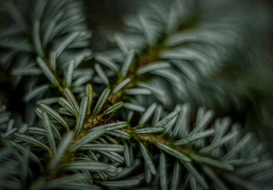 Iglak Spruce Autumn
