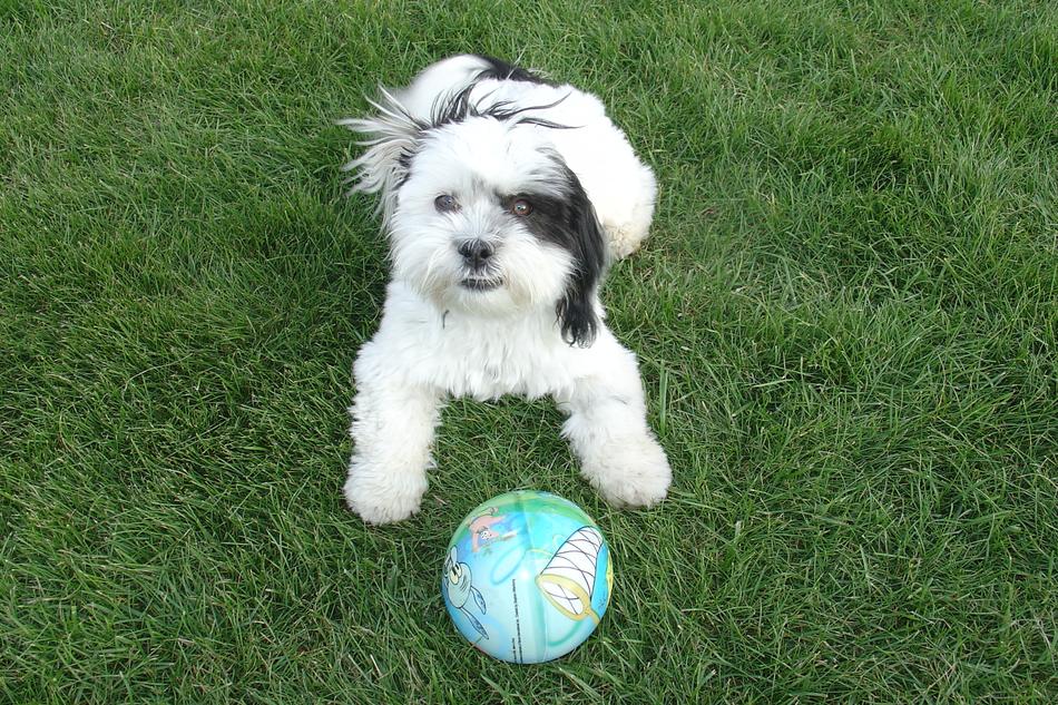 Tzu Dog Playing