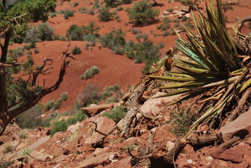 red sands with plants