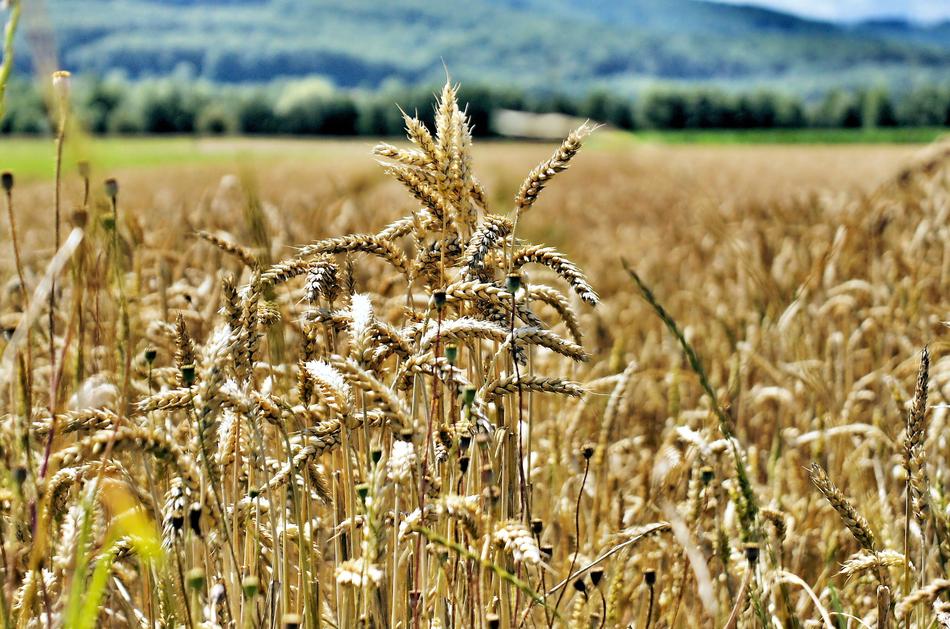 Landscape of Corn Agriculture