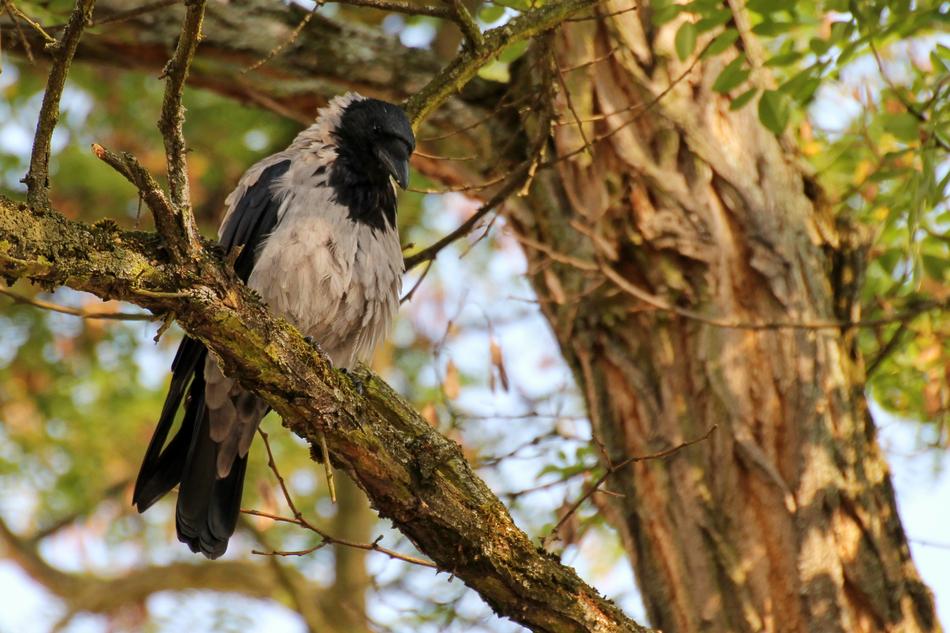 Close-up of the beautiful, white and black crow, on the wood, among the colorful trees