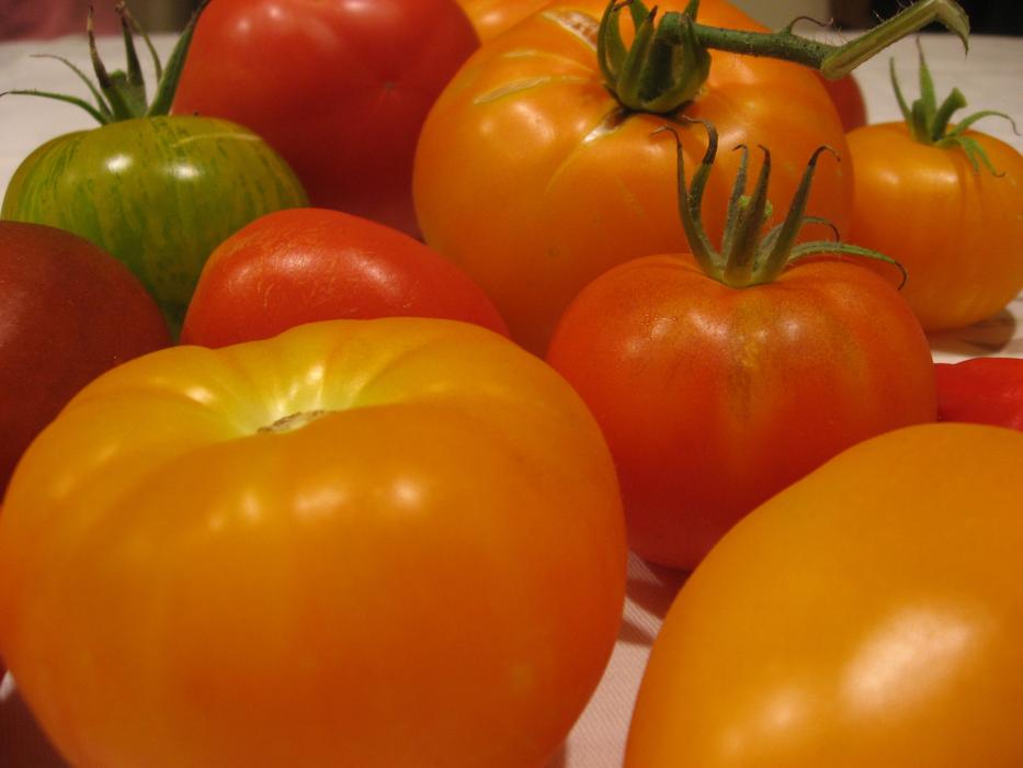 delicious tomatoes in the barn