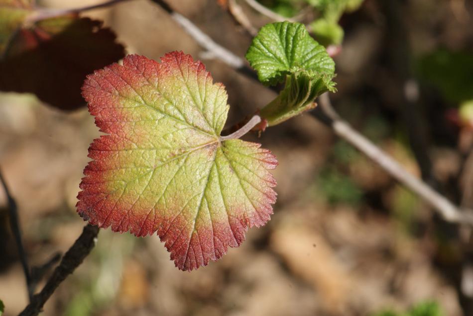 Currant Leaf Colored