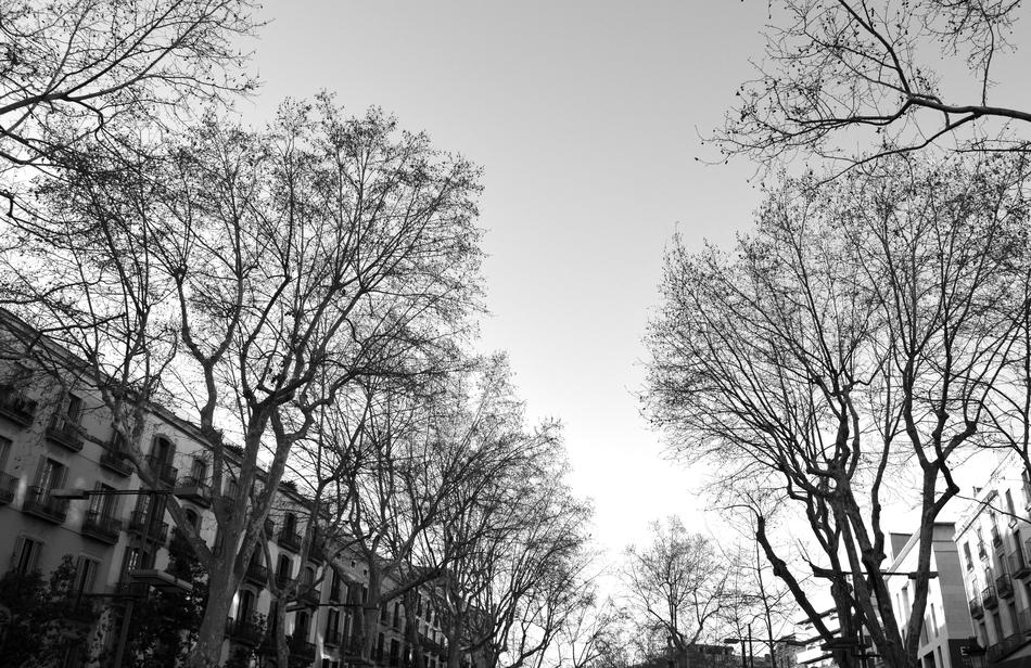 Ramblas Street Barcelona Black And