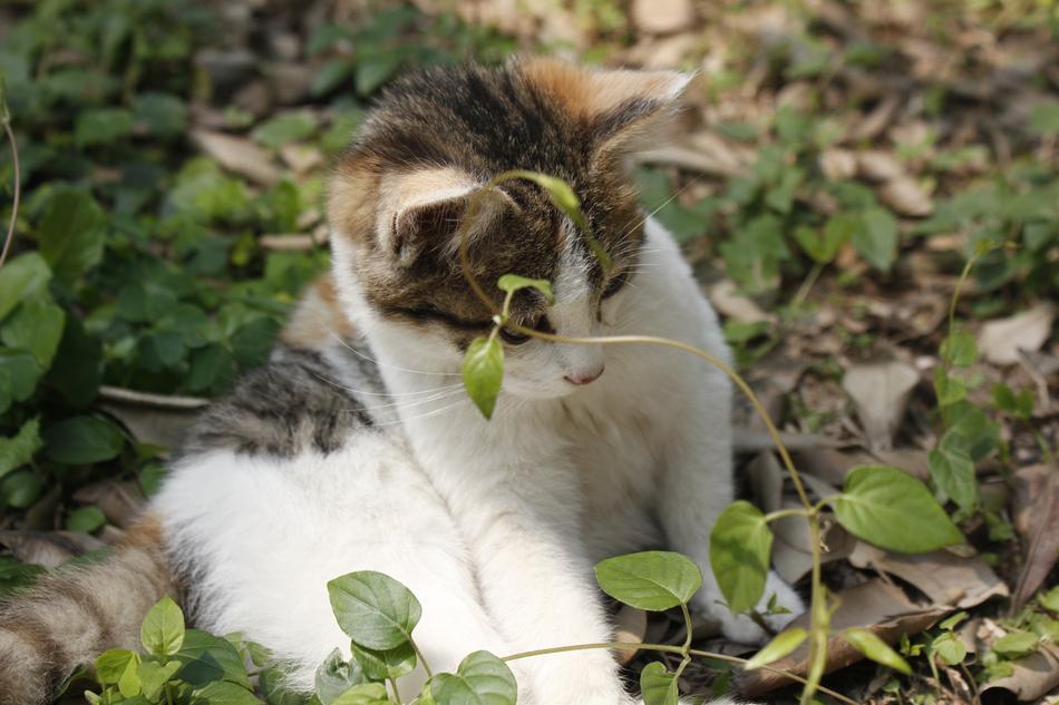 Sunshine Kitty