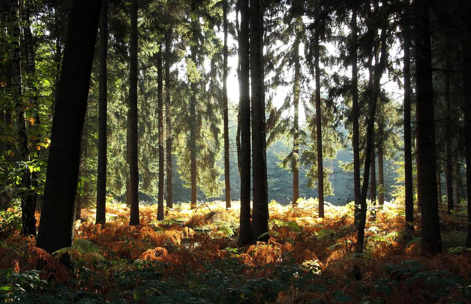 Forest Trees Autumn