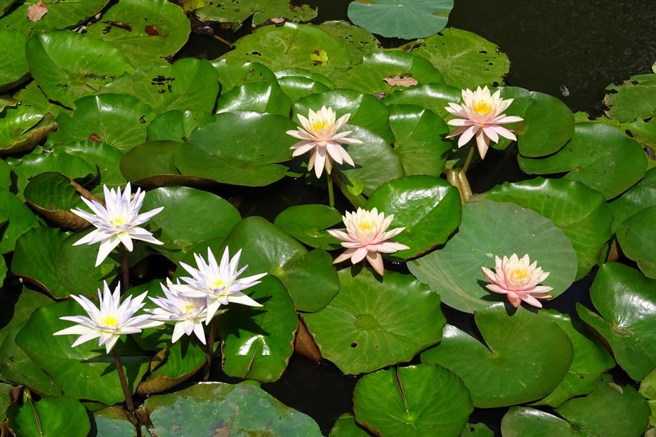 Lily Water Peach Glow