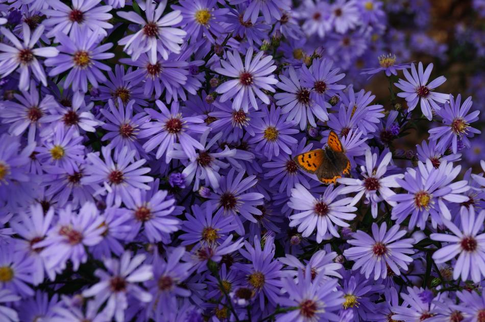 gorgeous Butterfly Flowers Chrysanthemum