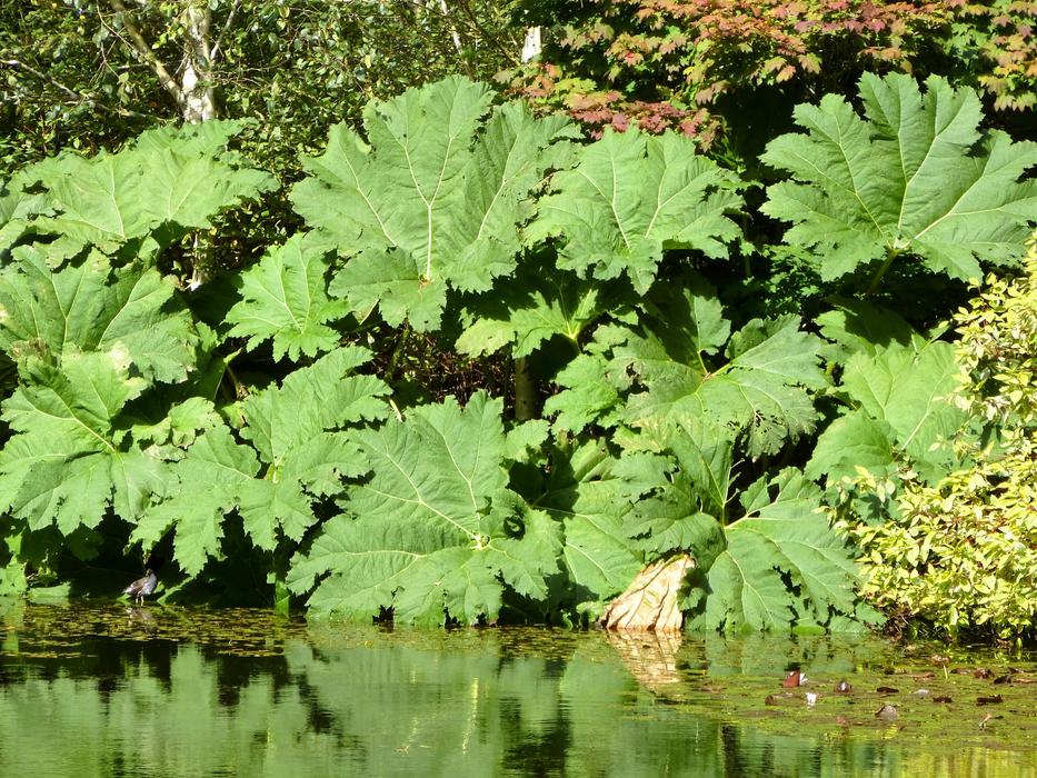 Gunnera Manicata Leaf Big