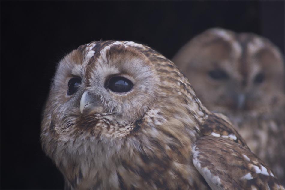Nature Owl Allatportre