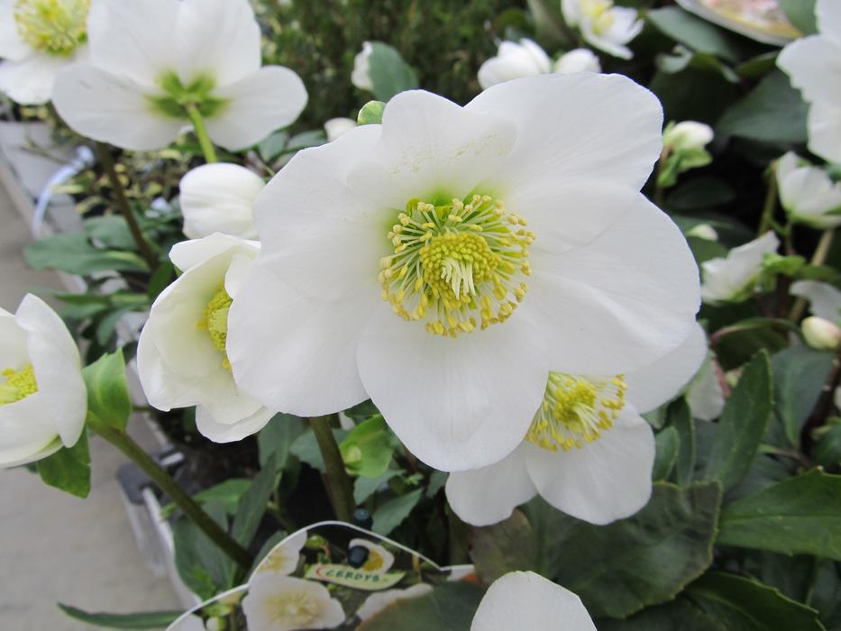 white flower is beautiful in the garden