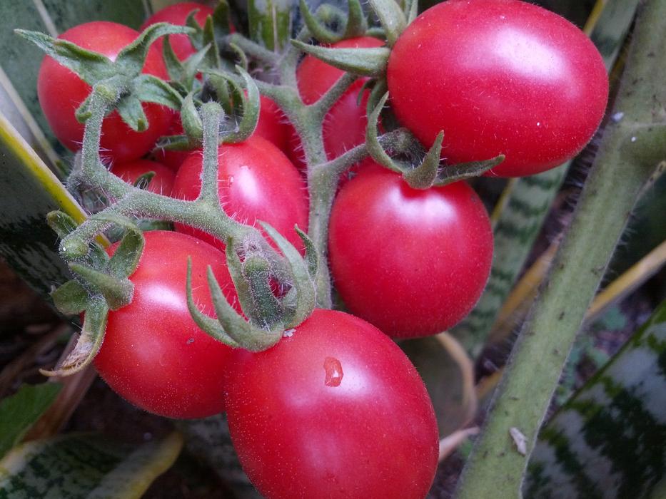 Wet ripe tomatoes in the garden