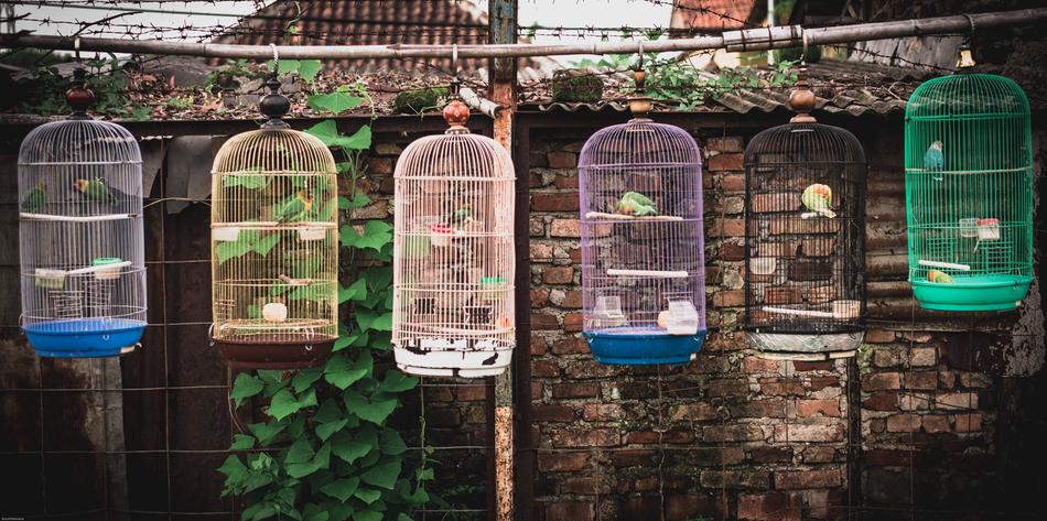 birdcages by the building