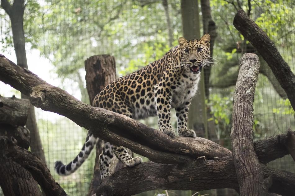 Leopard in Aza Jacksonville