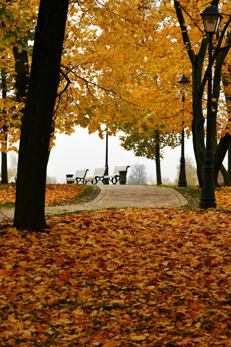 Autumn In The Park