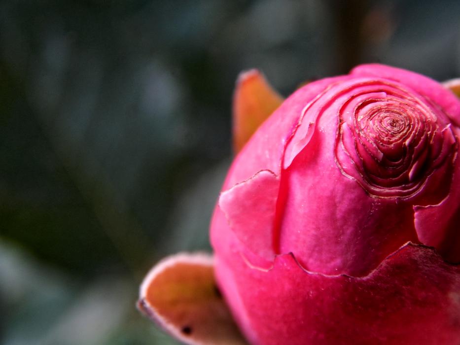 Rose Flower Nature