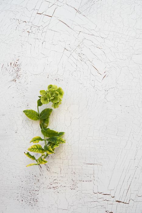 Plant Green Background