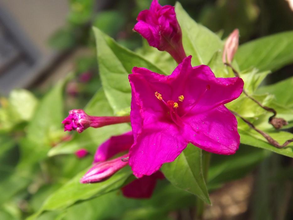 Flowers Pink Beautiful