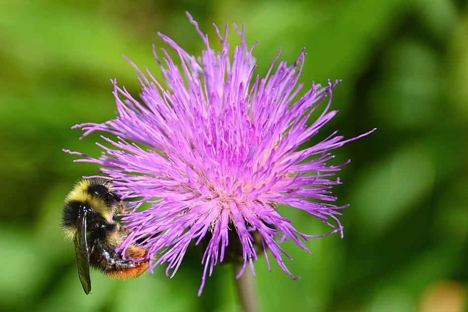 Wegdistel Hummel Mountain