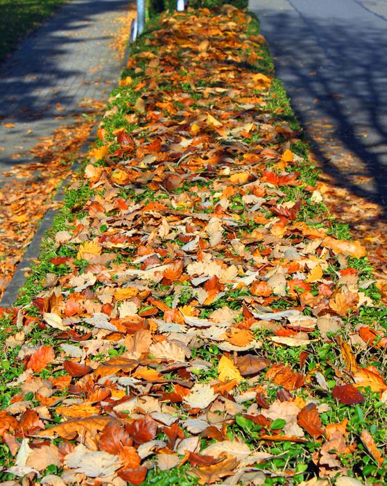 Autumn Leaves Forest