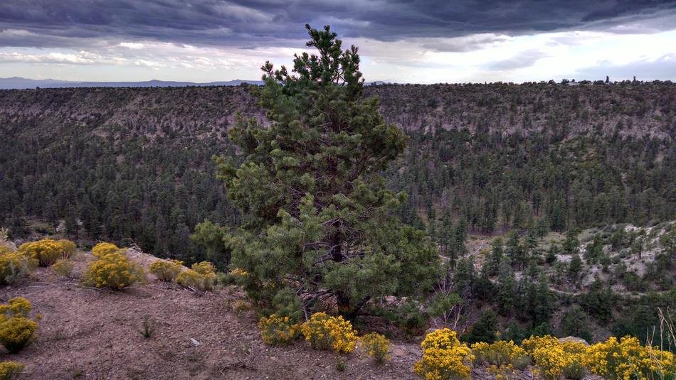 Tree Flowers Canyon Cloudy