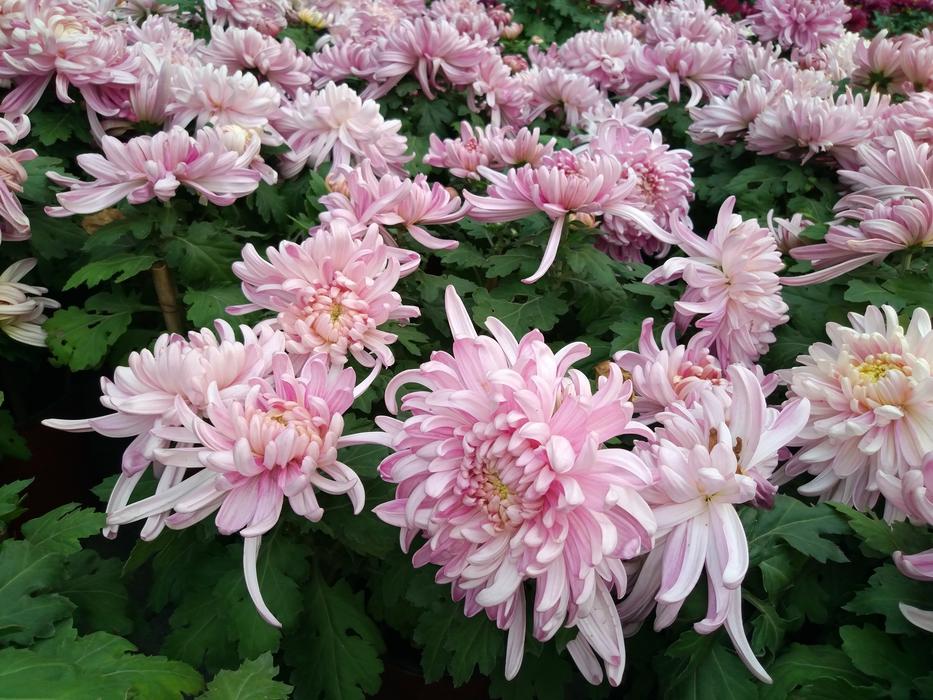 Chrysanthemum Flower Show National
