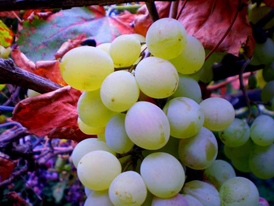 Grape Wine Drink