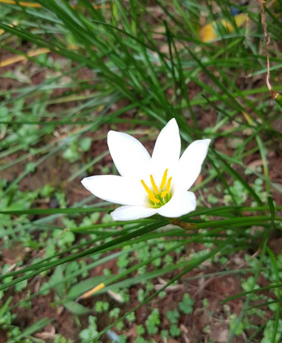 White Flower Nature