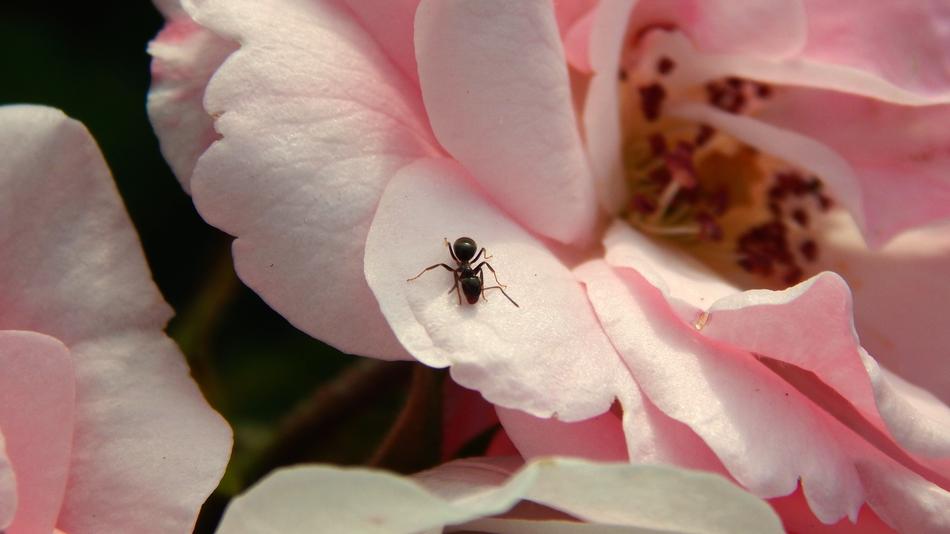 Macro Mravanec Nature