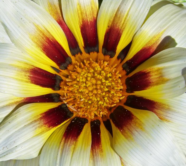 Flower Petals Pollen