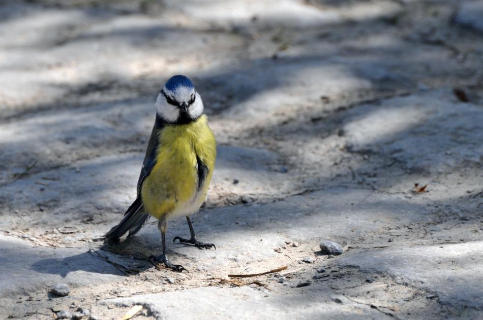 blue tit stands in the shade on the road