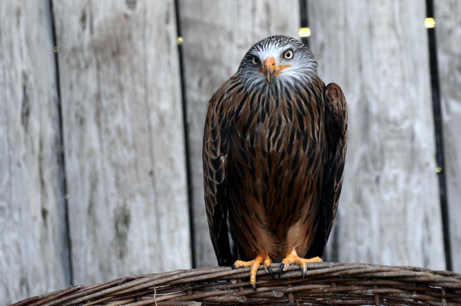 beautiful eagle sits on a nest in a zoo