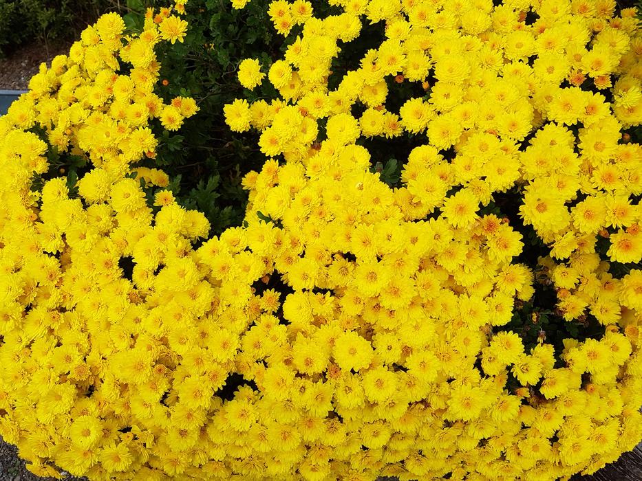 Taurus Country Yellow