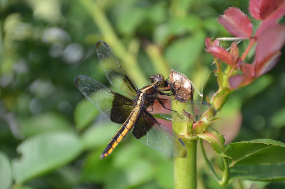 Dragonfly Flower Nature