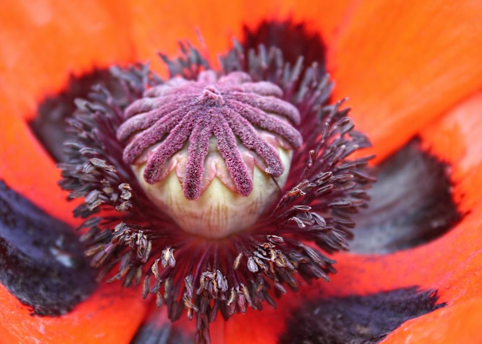 purple core of poppy, close-up