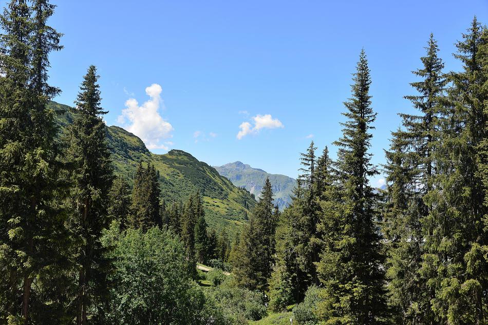Forest Mountains Kaunertal