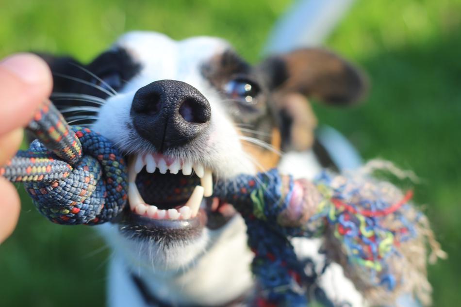 Cute, colorful and beautiful dog with the colorful rope, in rage