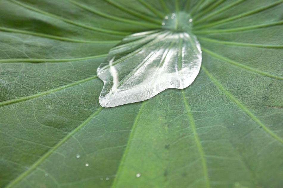 water drops on Plant Green Leaf