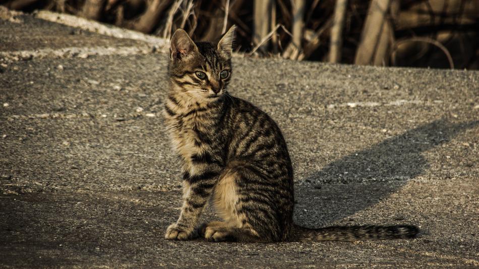 tabby stray kitten