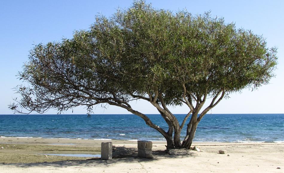 Tree Beach Seaside