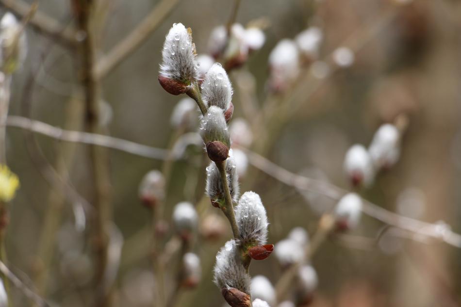 Nature Soft Plant